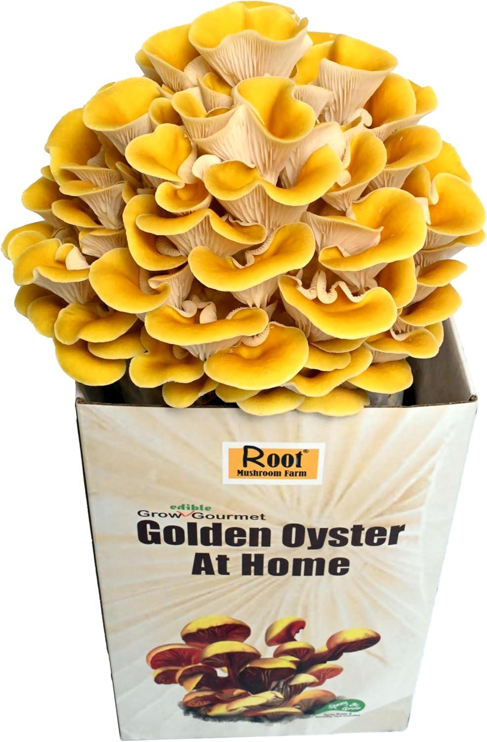 Surprising Root vs Golden Oyster Grow Test... Farm Kits Reveal Best!