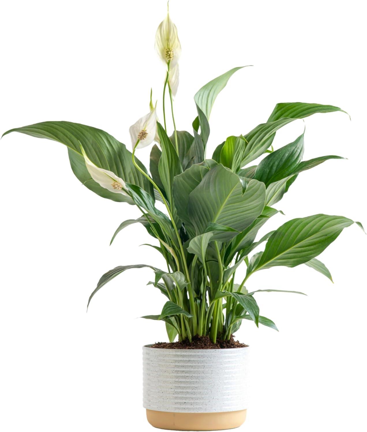 Surprising Peace Lily Showdown: tested, Live Indoor Beauty, Get Well Soon Gift… Easy Houseplant Bliss